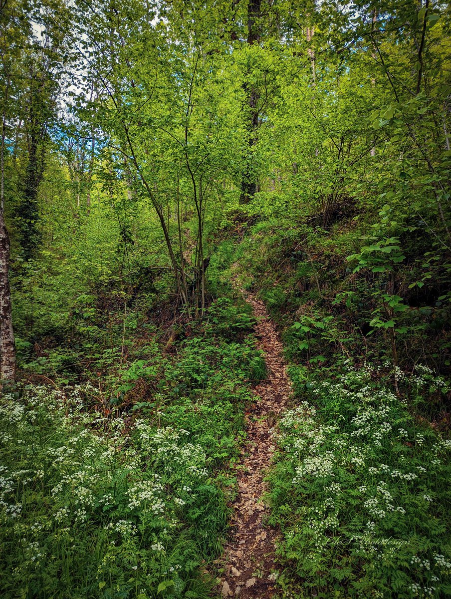 Hiking is a bit like life: The journey only requires you to put one foot in front of the other…again and again and again. - John Muir - #FootpathFriday #ForestFriday #ThePhotoHour #Trees #NaturePhotography @keeper_of_books