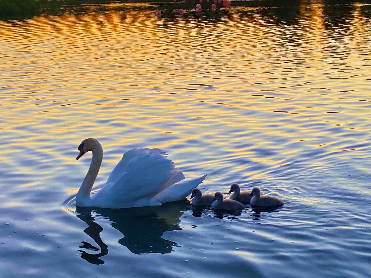 As the sun sets… #TheLoughCork #Cork #Swan #Cygnets #PureCork #StormHour