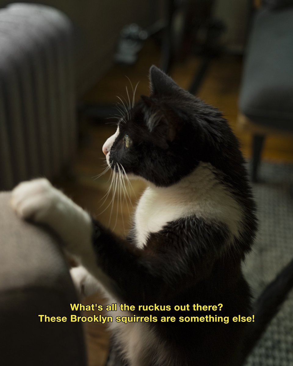 CheetoTuxedo's tweet photo. What's all the ruckus out there? 🤔 https://t.co/8JbHSbRfLI