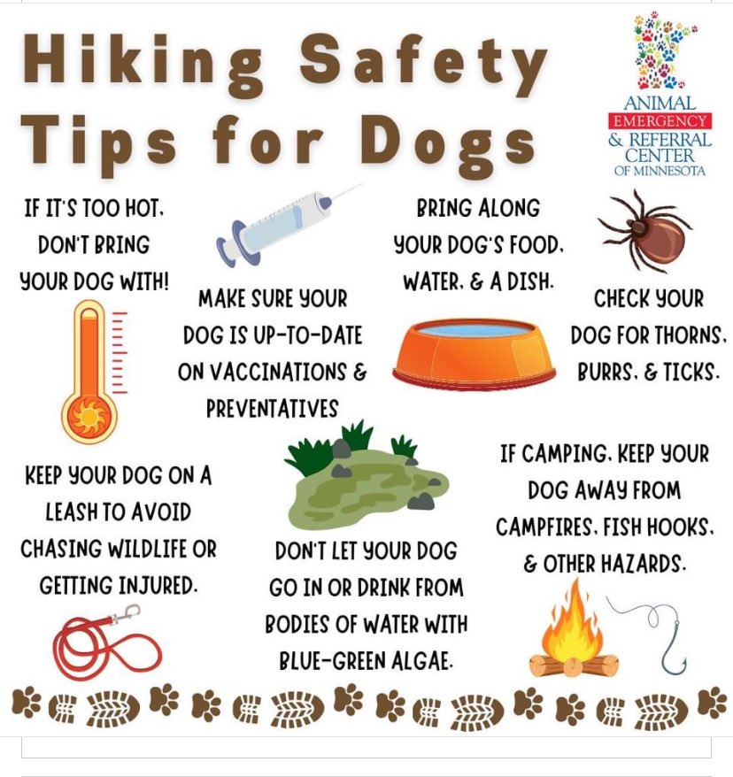 Planning to take your dog hiking or camping this Memorial Day weekend? 🐾🌲 Here are a few safety tips from vet tech Rachel: aercmn.com/camping-and-hi…