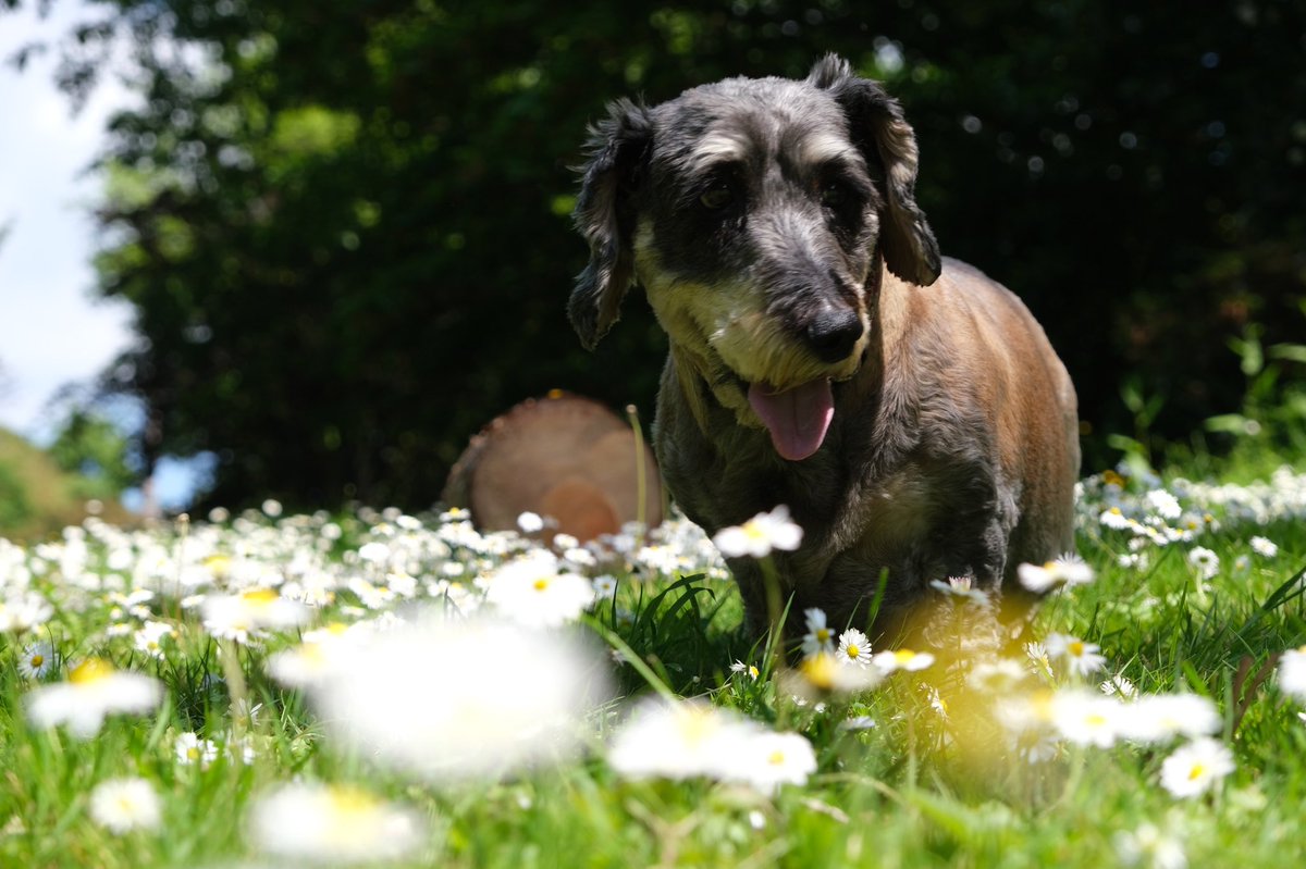 Is springtime about daisies or Dolly 💭