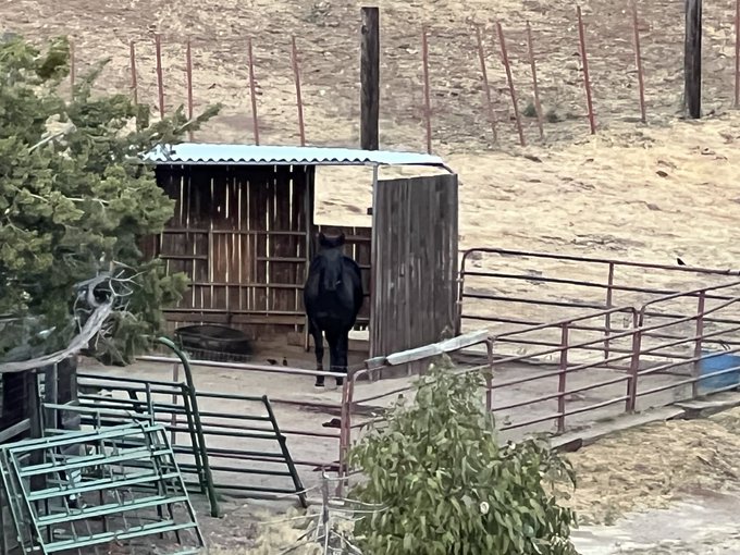 Dusty checking out Horses 🐎 for the first time. He barked at them 😆 https://t.co/T7wpfFU23R<a href="/tag/armpits"class="tags"><span>#armpits</span></a>