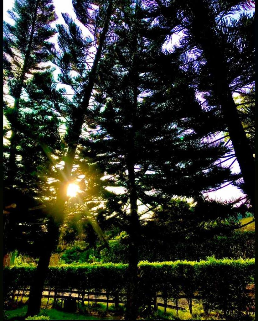 Sé como el árbol que, sacudido por fuertes vientos, permanece firme en sus raíces y deja que las adversidades fortalezcan tu resiliencia y te hagan crecer más alto.
#ViajeraFénix