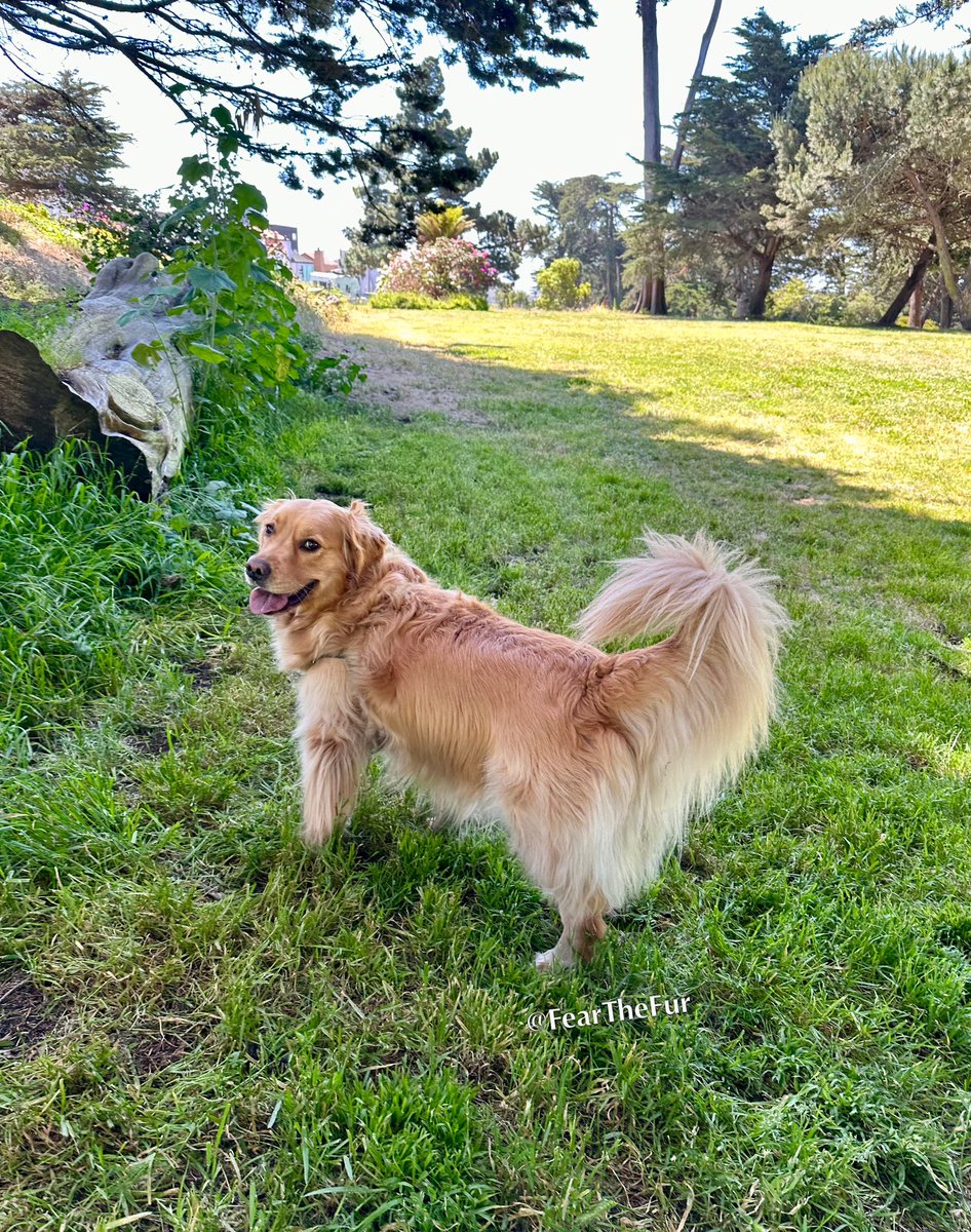 Happy long weekend, pals! We’ve got floof, smiles & sunshine (hopefully) for days!😀😍🌞#FluffyButtFriday #WeekendSmiles #GRC