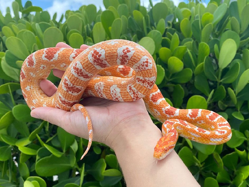 How much does it cost to own a pet #snake?
bit.ly/3X0GIyR #Snakes #SnakeLover #PetSnake #Pets #ExoticPets #ReptilePets #Reptiles #SnakeLife #ReptileLover #Animals