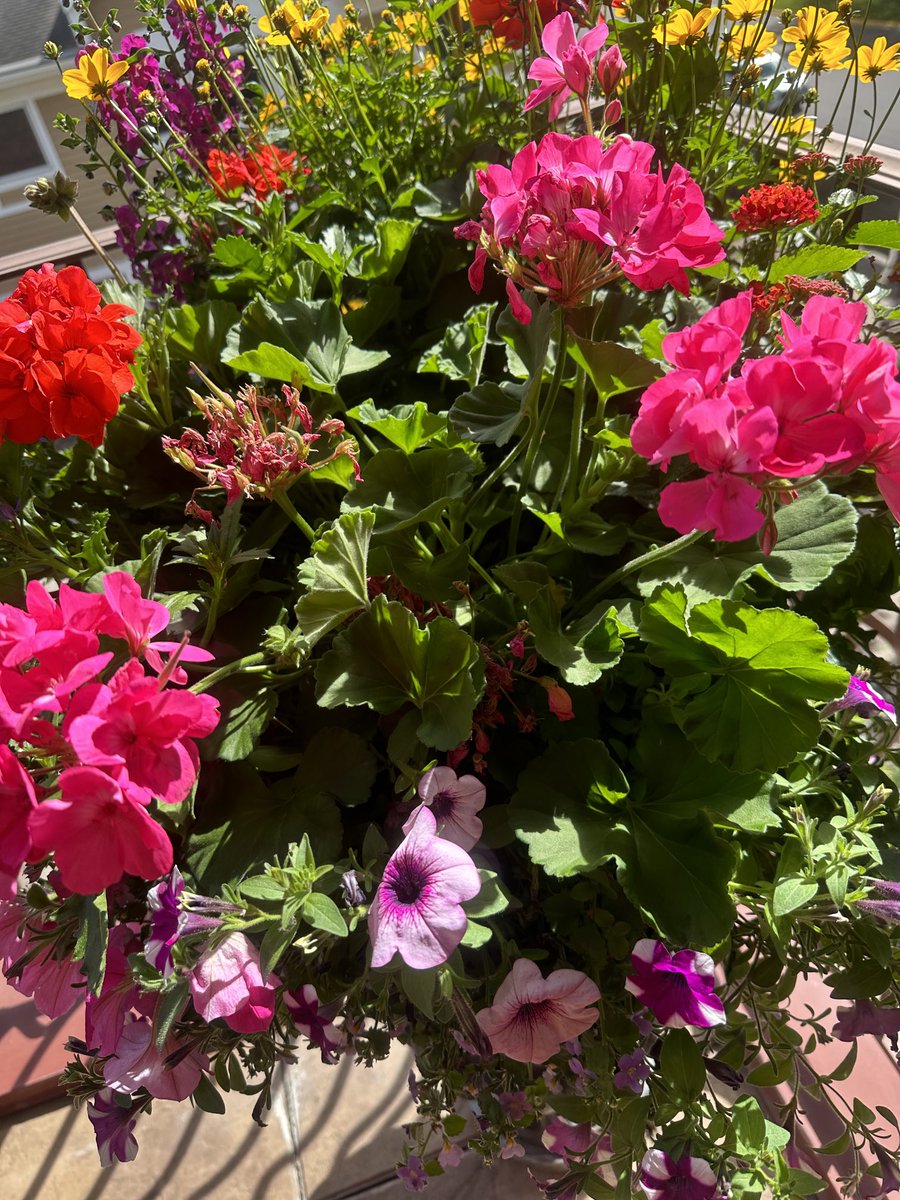 These gorgeous flowers adorn my deck and I am sharing this photo to wish Everyone a very Safe and Happy Memorial Weekend. God Bless the Women and Men who fought for our Country.💐