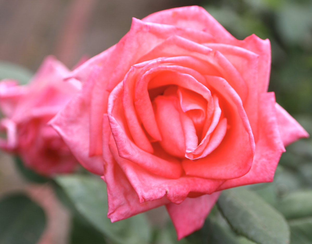 バラ🌹モンパルナス🌹仏 サーモンピンクの花色がキレイ！ 丸弁高芯咲きの大輪。名はパリの有名な地区名、日本でつけられたものだという。 日本人好みのバラか #バラ #島和太郎 #オフィスアーツ #花 #flowers #植物園 #スイーツ #CM #タレント #モデル #朝 #空 #おはようございます