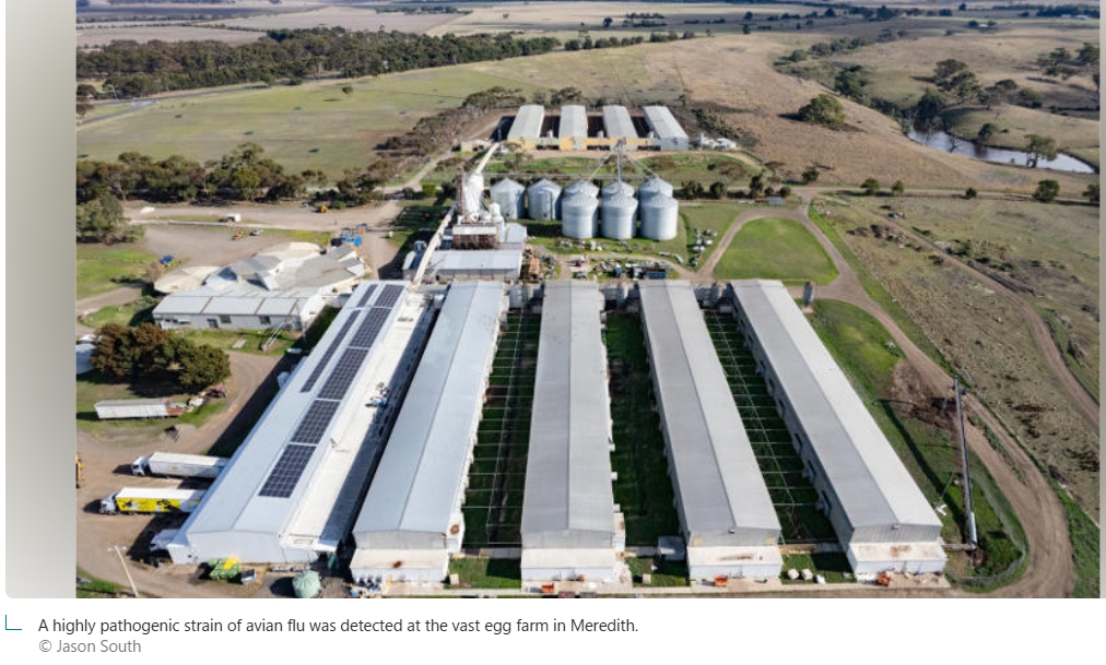 ‘Just bad luck’: Separate strains of bird flu found at Victorian egg farms The strain discovered at AVGO Eggs near the small Victorian town of Meredith, west of Melbourne, was H7N3. It is highly pathogenic but less severe strain than the deadly H5N1 strain of bird flu ravaging