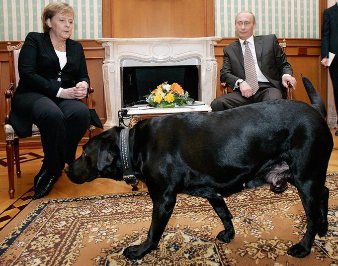 fasc1nate's tweet photo. In a January 2007 meeting with Angela Merkel, Putin brought in his Labrador in front of the German Chancellor, who has a phobia of dogs. https://t.co/ZqRh6QWWrj