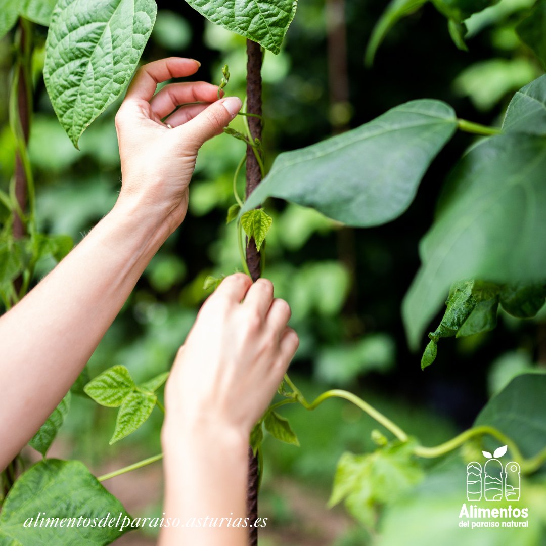 ¡La siembra de la <a href="/FabaAsturiana/">Faba Asturiana IGP</a> está en marcha! 🚜 
Entre mediados de abril y mediados de junio, dependiendo de la zona de Asturias y de las condiciones meteorológicas, los productores se ponen manos a la obra para cosechar nuestra legumbre más preciada 💚

#AlimentosDelParaíso