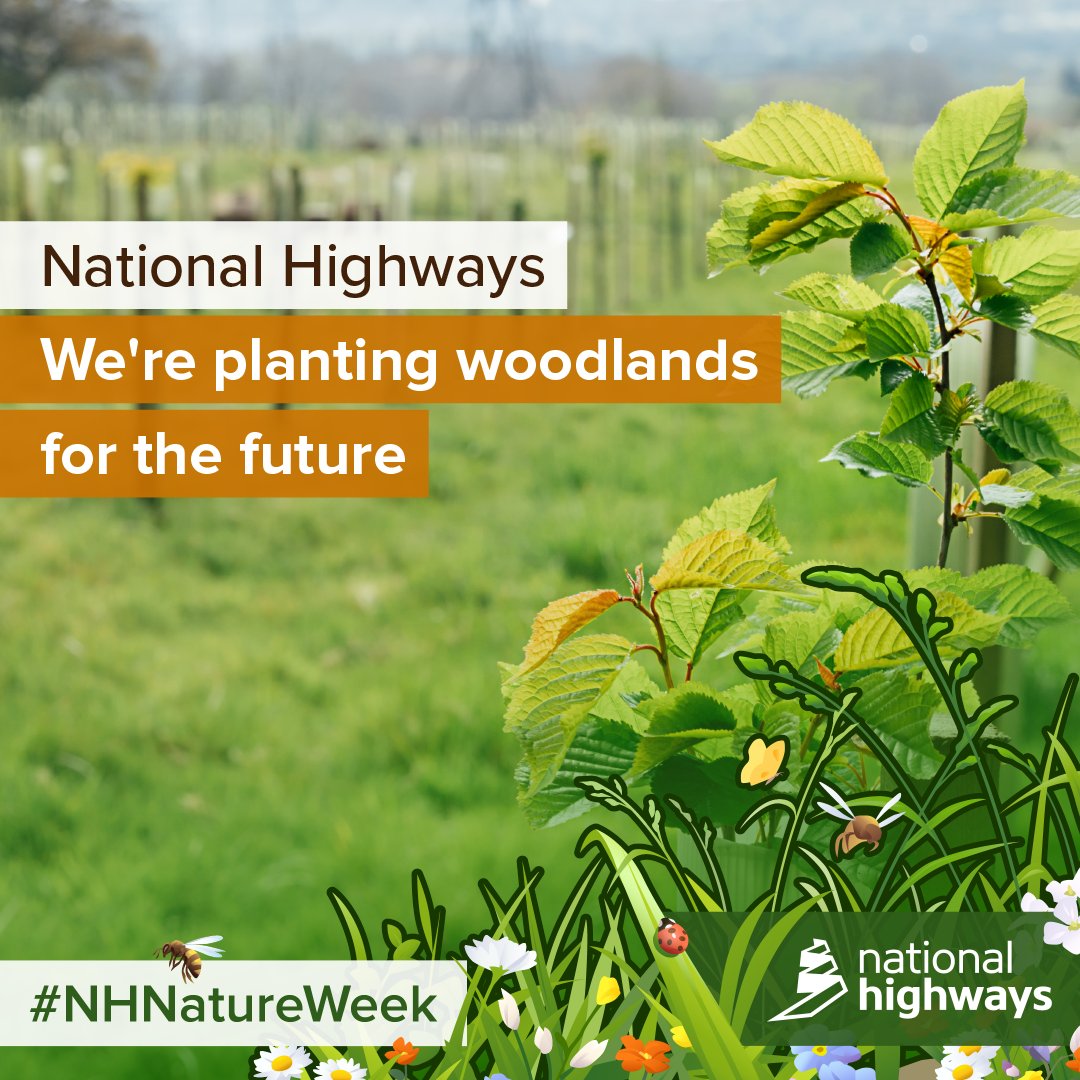 HighwaysSWEST's tweet photo. Did you know ?.....We manage 30,000 hectares of land, almost as big as the Isle of Wight! We're also one of the largest tree planters in England. To find out more visit: https://t.co/ciQME3IBZ2 #NHNatureWeek https://t.co/zz0rfLuhMR