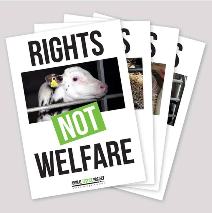 Support Animal Liberation with our FREE downloadable posters! Discover our series: 'RIGHTS NOT WELFARE'. Get them now: animaljusticeproject.com/product/downlo… #vegan #actionforcompassion #getthedownload #animalrights