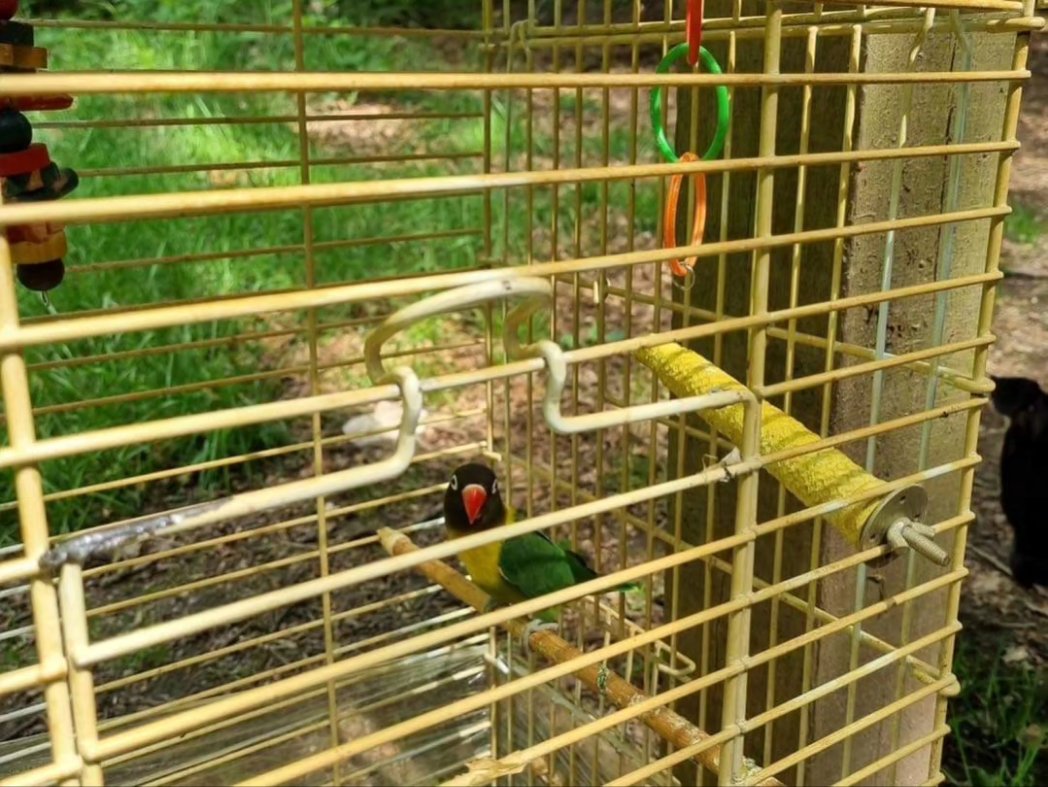 GEZOCHT!

De politie is op zoek naar de eigenaar of eigenaren van de hond en vogel die op vrijdag 17 mei 2024 in het bos in Uddel aan de Aardhuisweg zijn aangetroffen.

Omstreeks 13:50 uur kregen wij de melding van een hond en vogel die in het bos zouden zijn aangetroffen. De