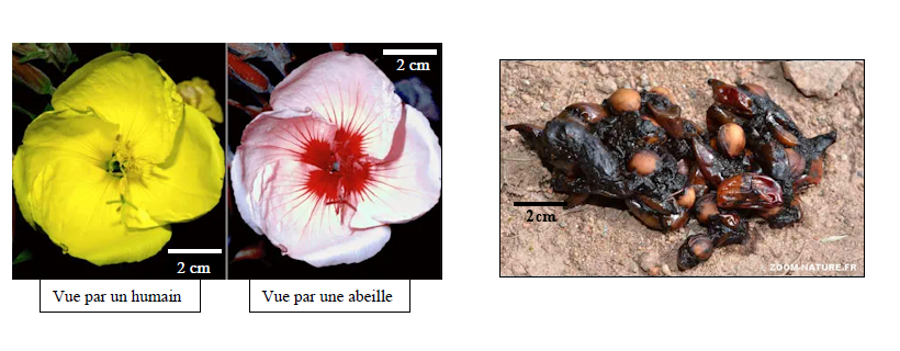 SVT_Besancon's tweet photo. La #banquedesujets de #SVT s'enrichit du sujet 2 d'Amérique du Nord - Session 2024 #Bac2024
Ex. 1 : Collaboration interspécifique Angiospermes-Animaux Ex.2 : La grotte Cosquer : témoin du changement climatique
https://t.co/dNXVdwZTbZ https://t.co/yTJeAV6rZb