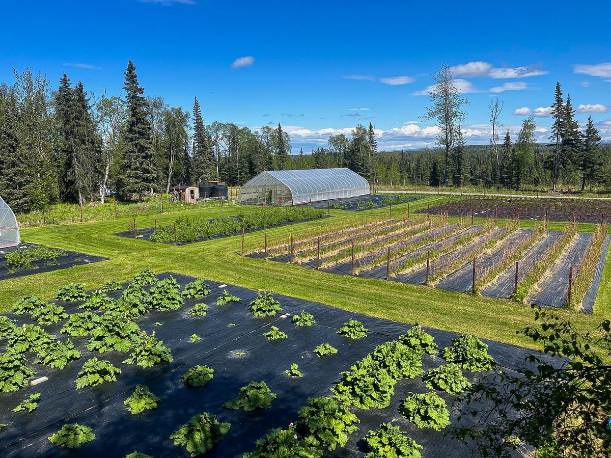 The McCorisons grow peonies and a variety of fruits and vegetables on their operation in Alaska, working with @USDA_NRCS to implement conservation practices on their operation. Learn more in this week’s #FridaysOnTheFarm: bit.ly/4bSM9Us