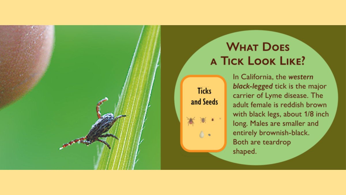 Tick Season is Here - Be on the lookout for ticks in tall grass, brush, and wooded areas. Check yourself, your children, and your pets thoroughly and frequently. Tick Safety Tips: https://ebparks.org/about-us/whats…
