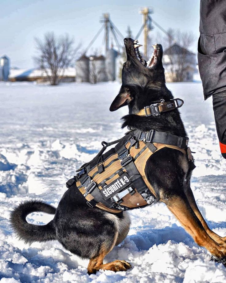 #IncludeSupplyPoliceAccurate I love when the Police Supply their K9's with Accurate bullet proof vests.