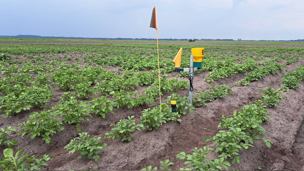 harmgerms's tweet image. De #zetmeelaardappelen schieten de grond uit!  De #bodemvochtsensoren #beregeningsproef zijn geïnstalleerd #optimeel #rendementsverbetering @WUR_Valthermond @Royal_Avebe