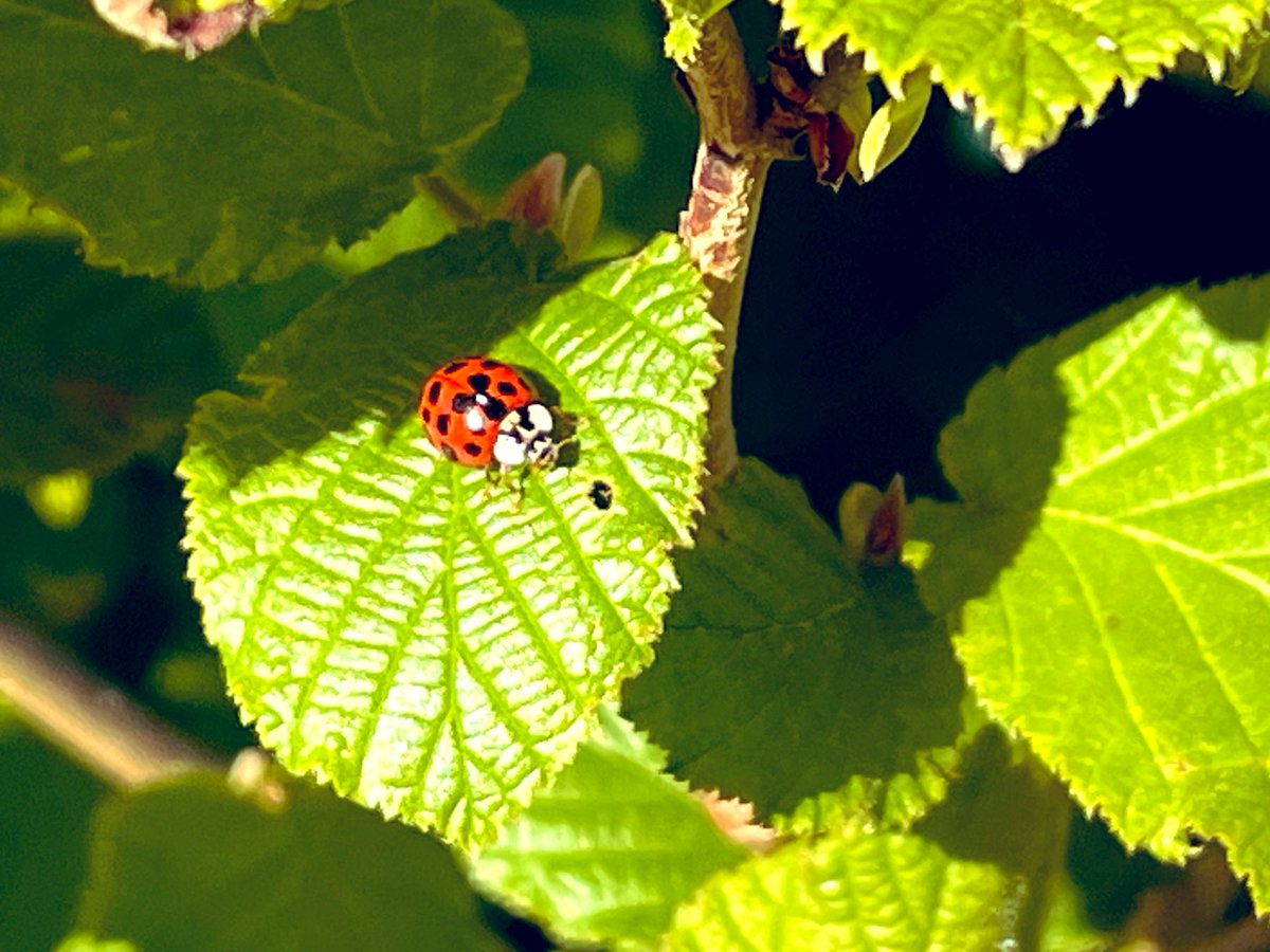 PaulWritesPoems's tweet image. Just a ladybird chilling out on a leaf. #thesimplethings