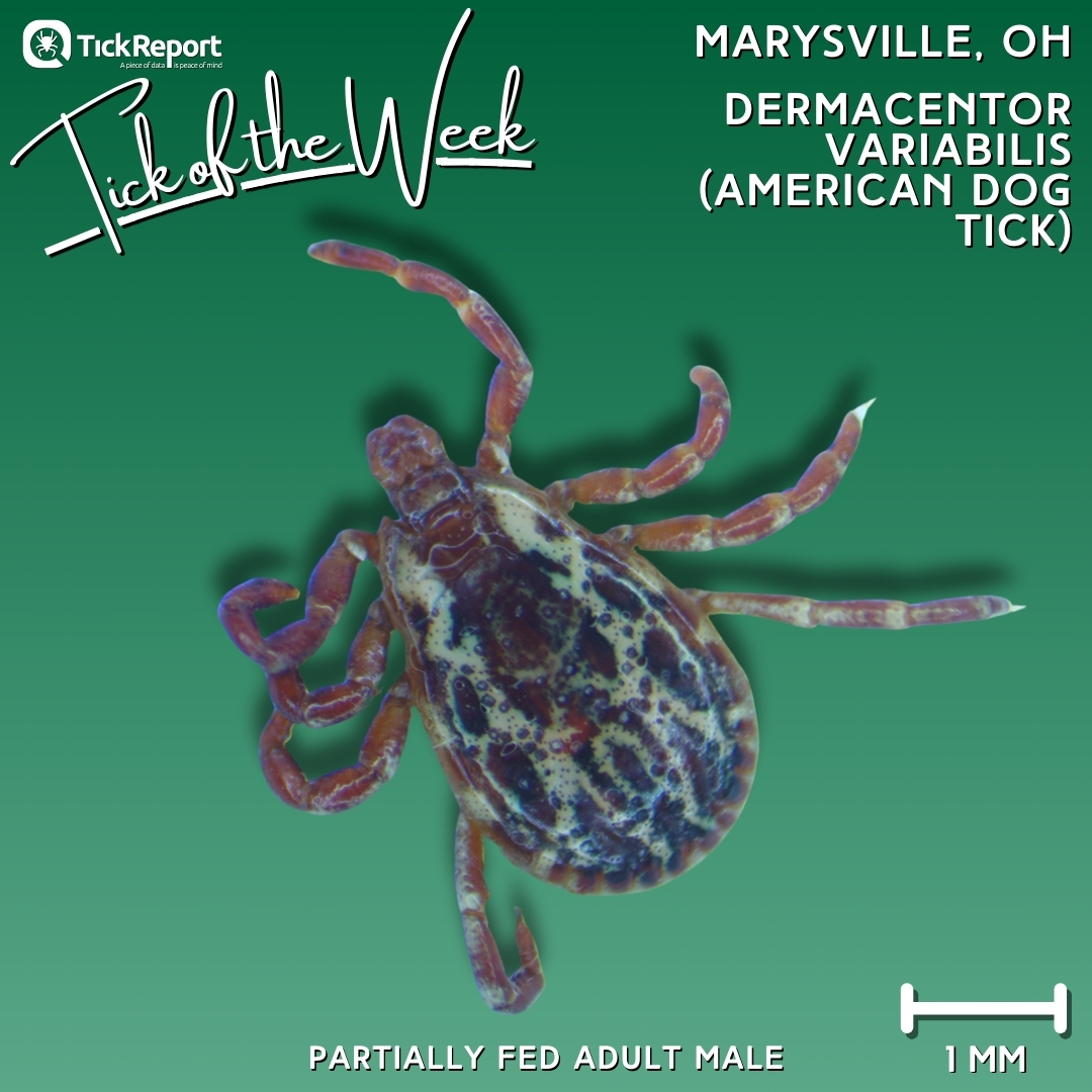 Partially fed 'American dog tick' from Union County, #Ohio. No pathogens detected at the Standard DNA level!