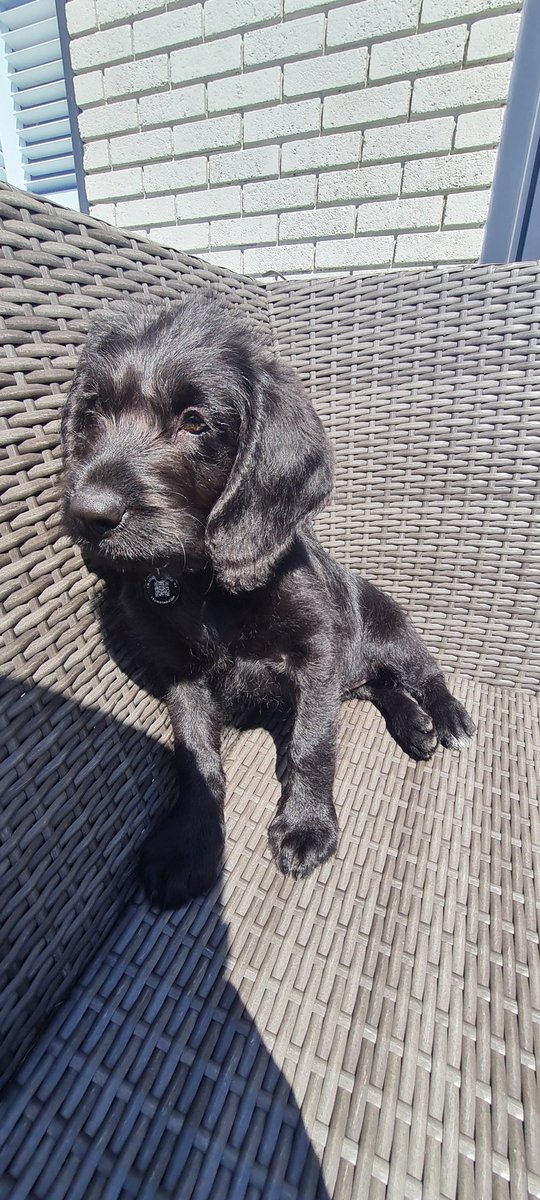 Meddwl fod Cadi yn hoffi'r haul! / Cadi #LabraDoodle loving the sunshine in Ogmore by sea. Paint me like one of your French girls 😉😆🐕🤦‍♂️