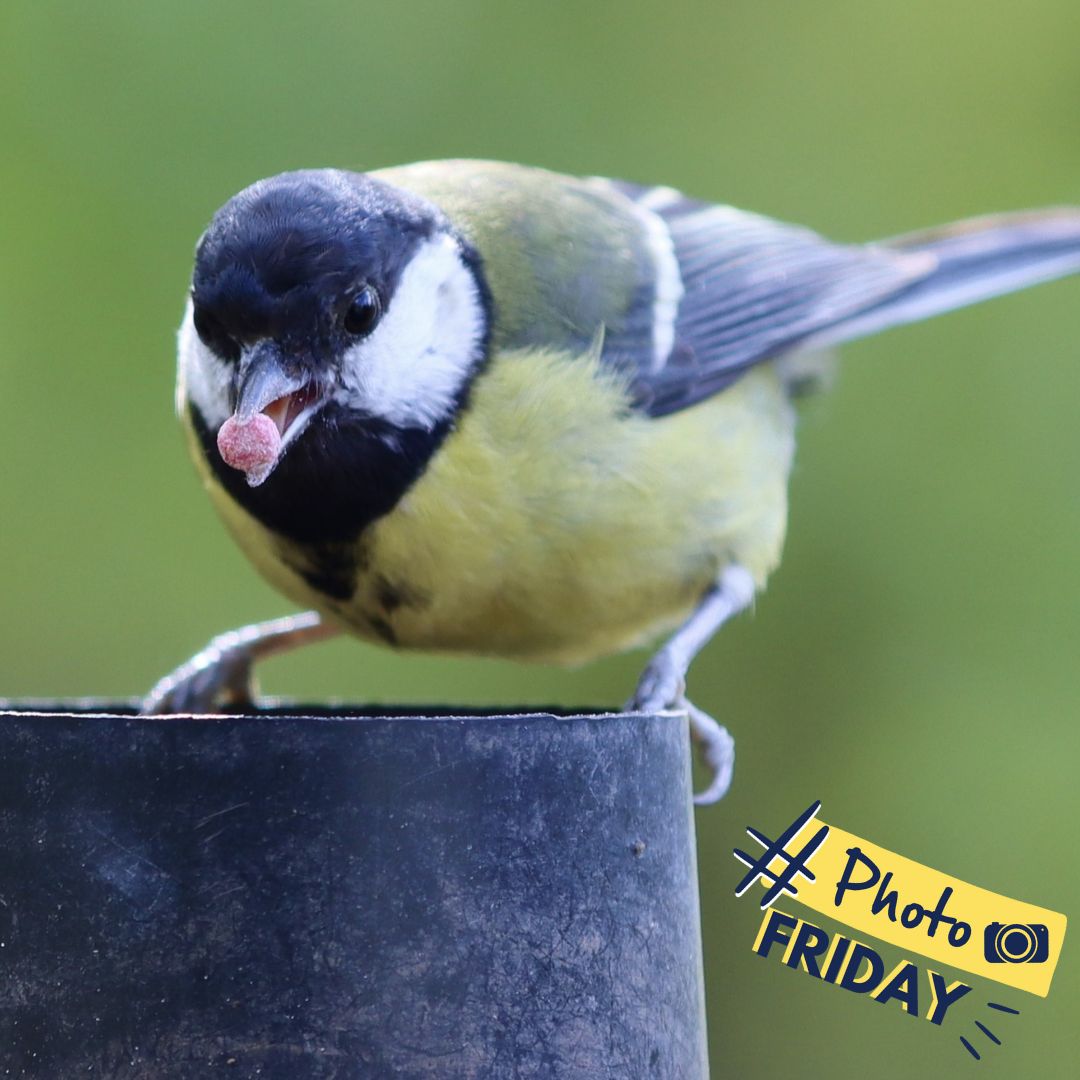Heading into the bank holiday weekend this weeks #PhotoFriday is this gorgeous great tit stopping for some food.

Thanks to Glynis Ayers for sharing this with us.💙