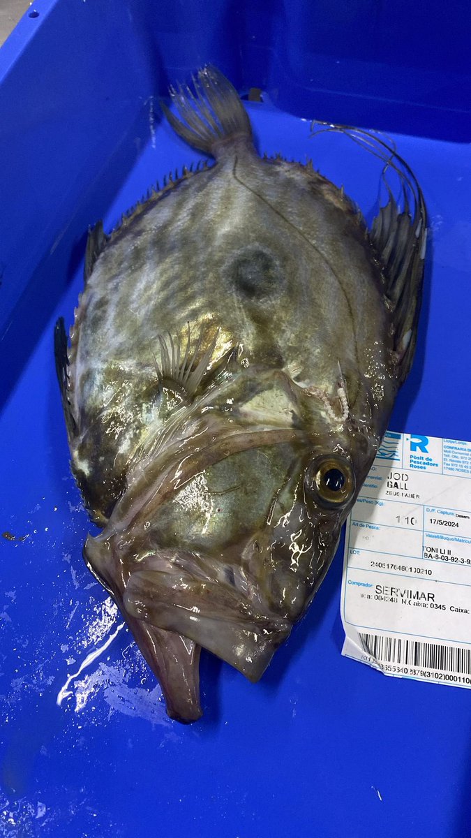 Meravella de 𝙶𝚊𝚕𝚕 𝚍𝚎 𝚂𝚊𝚗𝚝 𝙿𝚎𝚛𝚎 de Roses 📍

🩵🐠