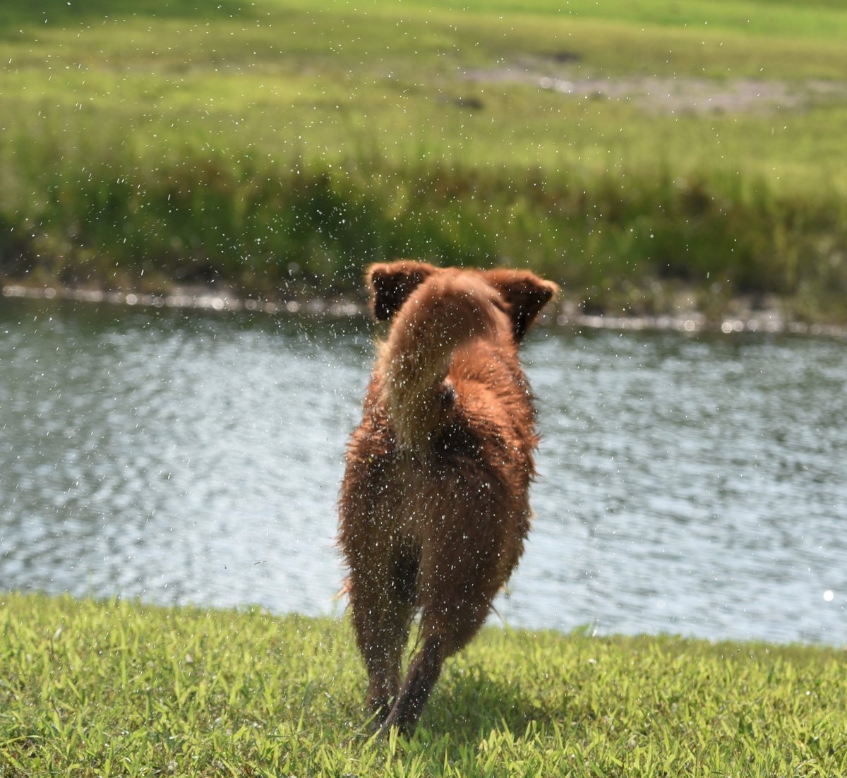 #FluffybuttFriday memory of Kai on a sunny day in Michigan.  He should have seen a happy face.  I got floof instead😂📷

#weekendvibes #Happydogtwitter
(@DogjocksPhotos )