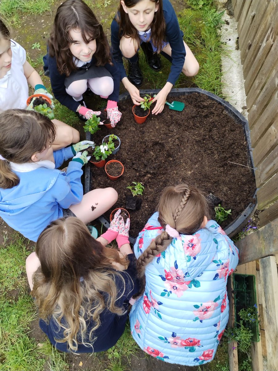 Girls from P5 helped Mrs Humpleby improve our school grounds with tools, compost and plants kindly donated from a local Inchture resident. 🌱🌼🌸 #TeamInchture #ecoschools #community @KSBScotland #metaskills #collaborating #pedagoofriday