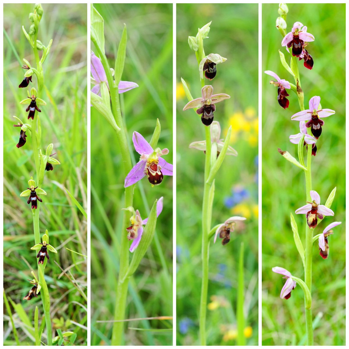 Some standout Fly x Bee orchids, amongst the numerous Fly orchids and scattered Bee orchids. Rather disturbingly someone has ‘removed’ one of the more prominent hybrids. Stroud Commons #Gloucestershire #wildflowerhour ⁦@BSBIbotany⁩ ⁦@ukorchids⁩