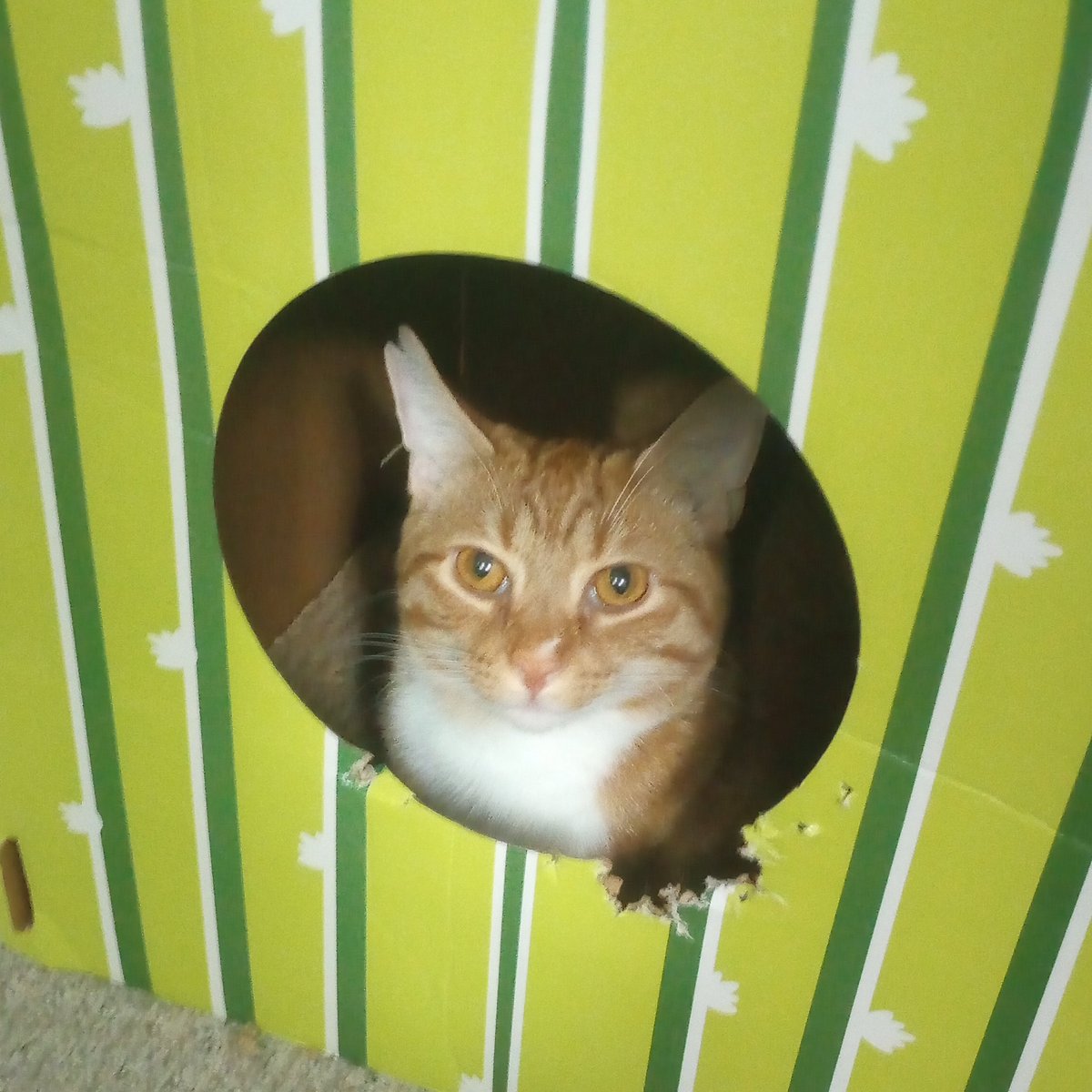 Inkling Propaganda tweet media