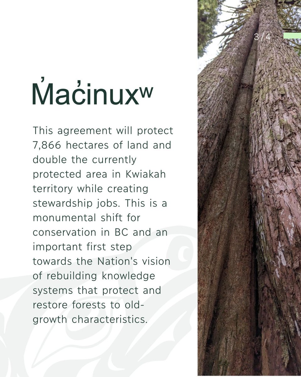 KwiakahFN's tweet photo. We're excited to share some big news! We've signed an agreement to create the M̓ac̓inuxʷ Special Forest Management Area (SFMA). 🌲 Read the full press release here: https://t.co/CI4g9lveJy
#KwiakahNation #GreatBearRainforest #IndigenousConservation #IndigenousGovernance https://t.co/hMBs89ffql