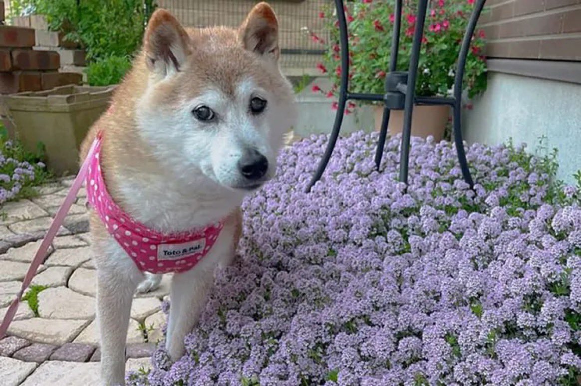 RIP Kabosu ❤️🙏, many of us joined #Doge because of you. #Dogsrule