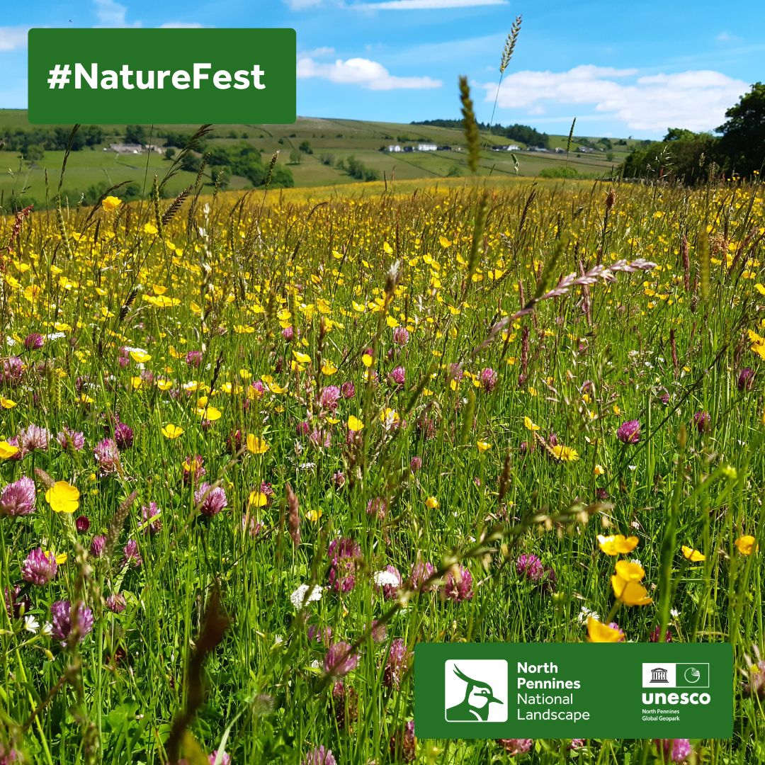 A #NorthPenninesNatureFest24 #exhibition of photos showing the many features of species-rich upland hay meadows will run from 25 May to the end of June at Bowlees Visitor Centre.
See the full programme of #NatureFest events here: NorthPenninesNatureFest.org.uk
#wildlife #nature