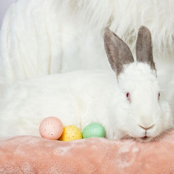 Hey #Winnipeg! Popcorns & Binkies Rescue Haven #garagesale 

Saturday 5/25, 9 AM - 6 PM

#AdoptDontShop #AdoptDontBuy #AdoptAShelterPet #adoptaseniorpet #pets #rabbits #bunnies #guineapigs 

facebook.com/popcornsandbin…