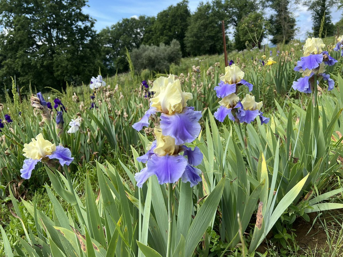 #anirisadayformay after a morning reviewing Vennels’s evidence in the PO enquiry, I needed a change of scenery.  Here is Haut Les Voiles (Cayeux, 1999).  The names evokes a ship in full sail on a blue sea. Still looking good though we are practically at the end of iris season.