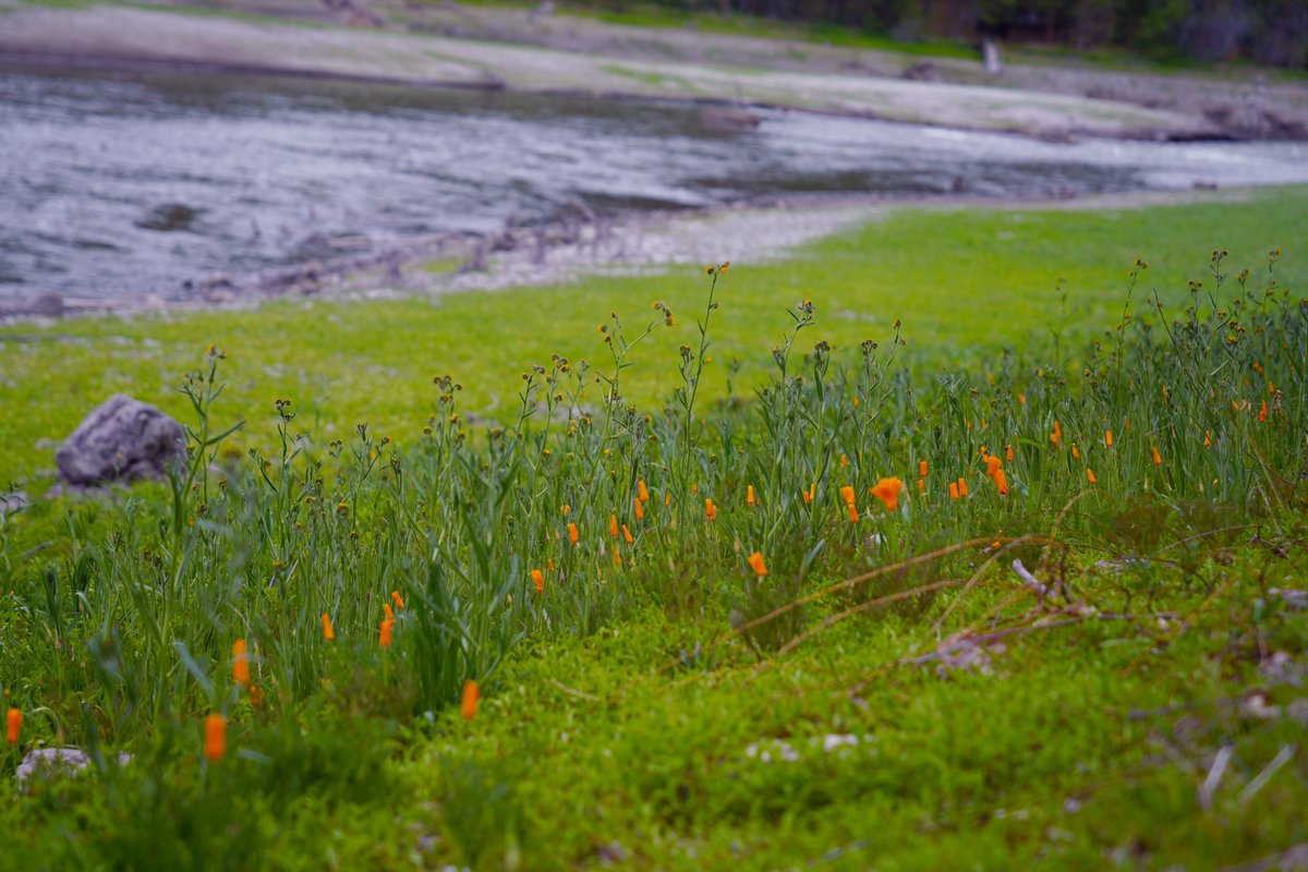 TheYurokTribe's tweet photo. The first phase of the monumental revegetation project in the Klamath River’s reservoir reach is off to a spectacular start. Hand seeded California poppies, Menzies fiddleneck and chick lupine  are blooming throughout the 38-mile-long segment of the Klamath. https://t.co/KQbUxPnE6Z