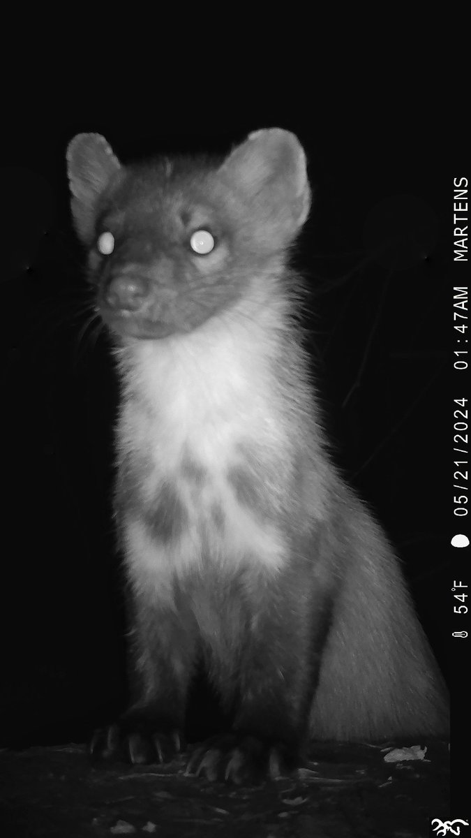 Troy.
Focus is really shallow using this method. His head is just too close.
Nice all the same.
#Trailcamera #pinemartens #troypm