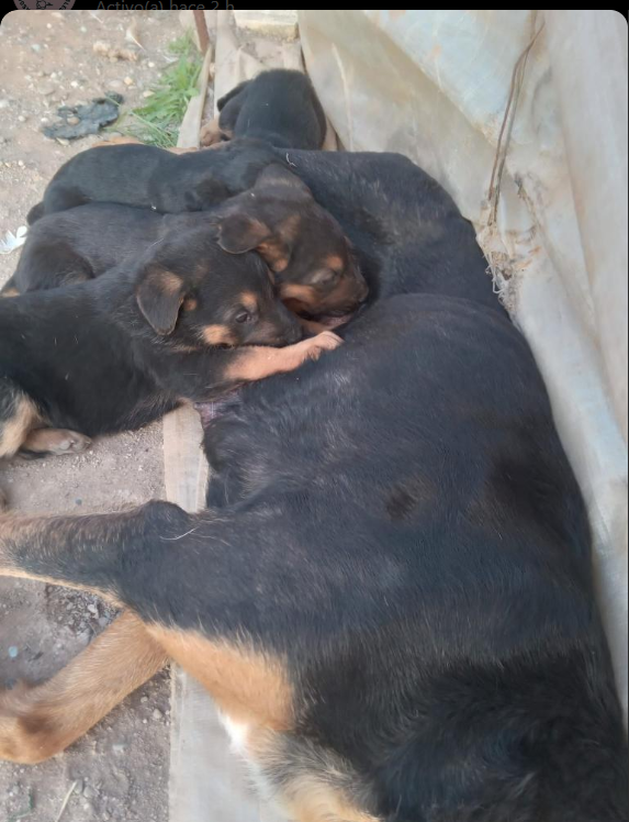 siviaromera1's tweet photo. MUY URGENTE
ALMERIA
Se necesita protectora q se haga cargo de estos 4 cachorros
Hemos conseguido q el dueño de la perra los ceda antes de matarlos o regalarlos. A la madre no nos la cede
POR FAVOR si alguna prote pyede hacerse cargo de ellos y su adopción q me ponga privado https://t.co/mxIyT7qWTZ