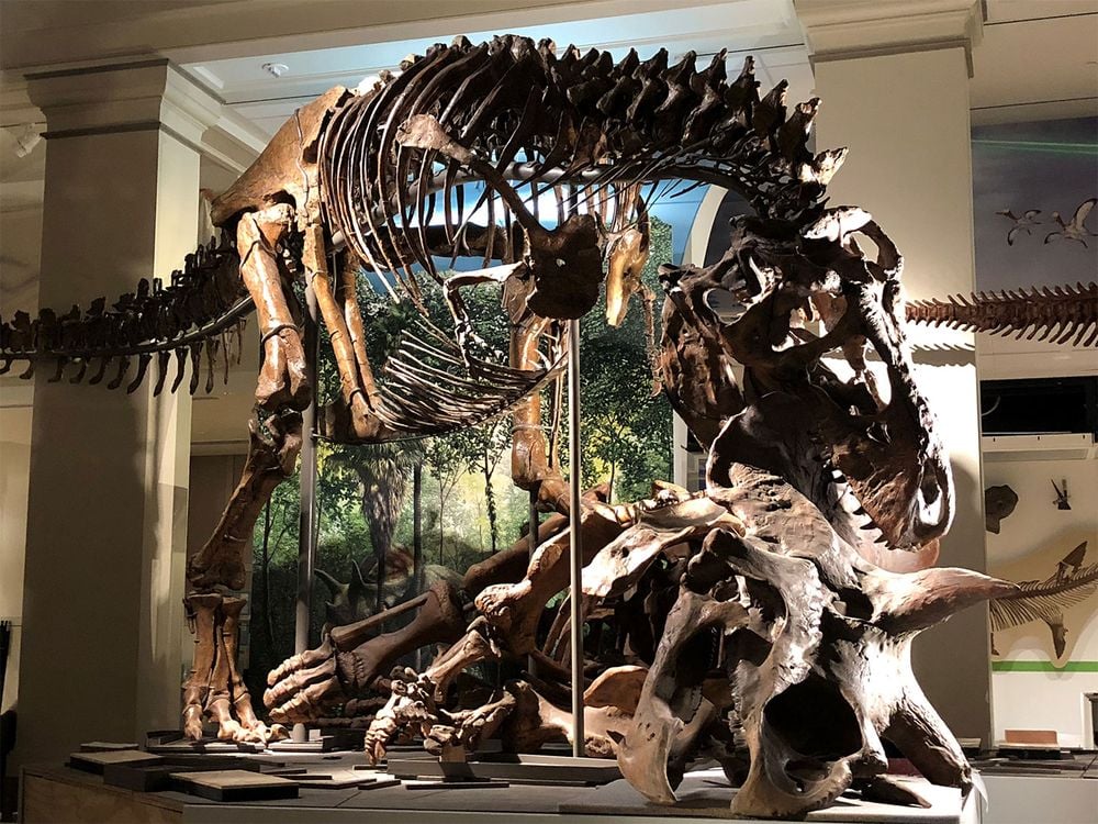 🚨Job Alert🚨 The Smithsonian Institution National Museum of Natural History is hiring up to THREE fossil preparators! More information in the announcement here: (usajobs.gov/GetJob/ViewDet… and usajobs.gov/GetJob/ViewDet…). Closing date: June 7, 2024.