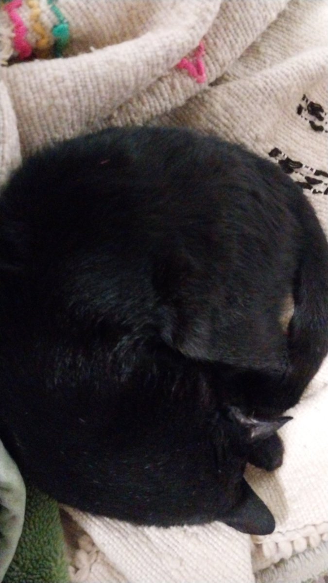 sadakidark's tweet photo. @koalandeMichi mi negro cucho 😍 https://t.co/zS3jFDkMhk