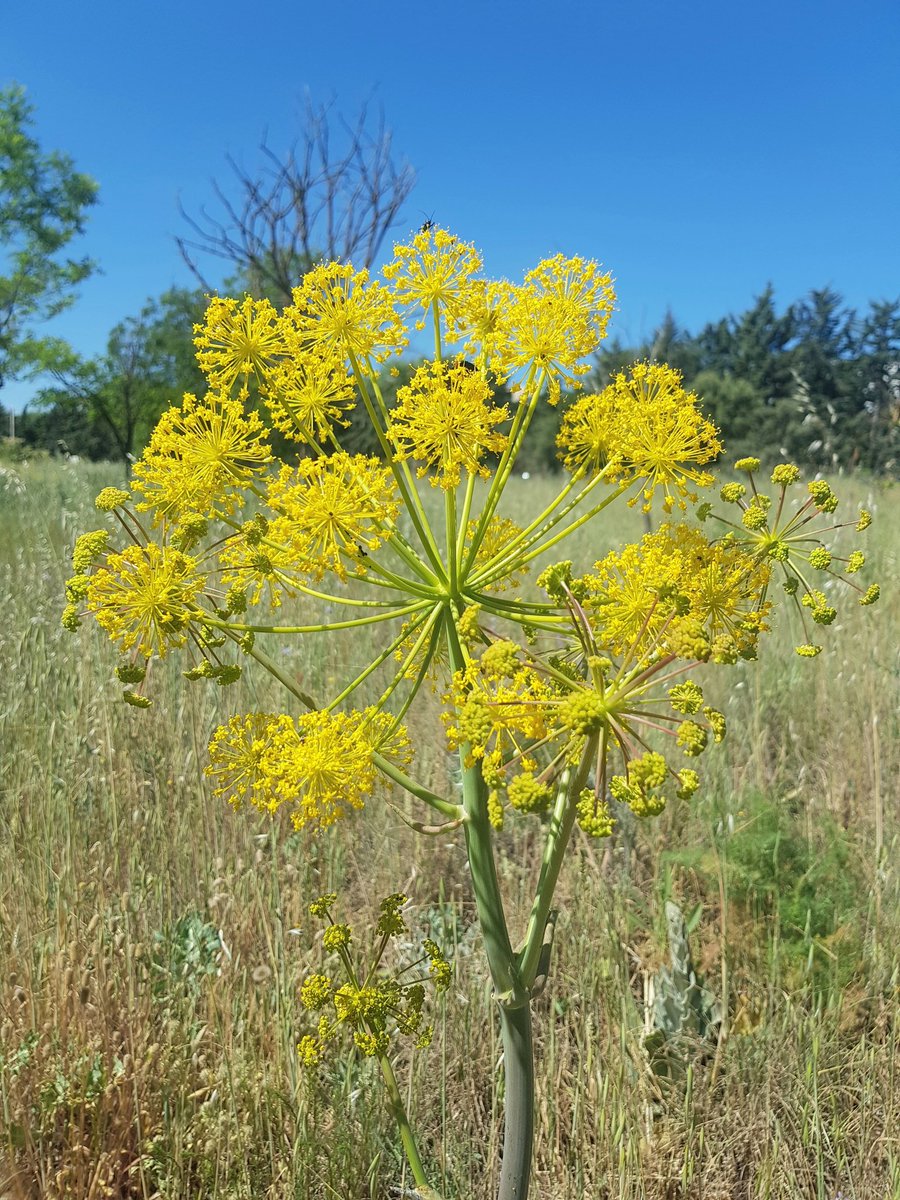 Cañaleja. Acabo de enterarme que la planta con la que mi abuelo preparaba un mejunje para curar los rotos de las pezuñas de sus caballerías se llama Thapsia Villosa. Y alegra la vista verla.