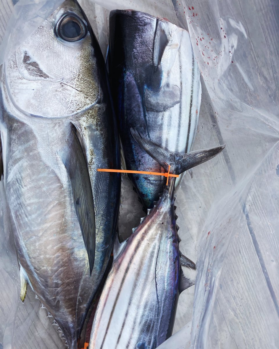 New tackleと今週の釣果！