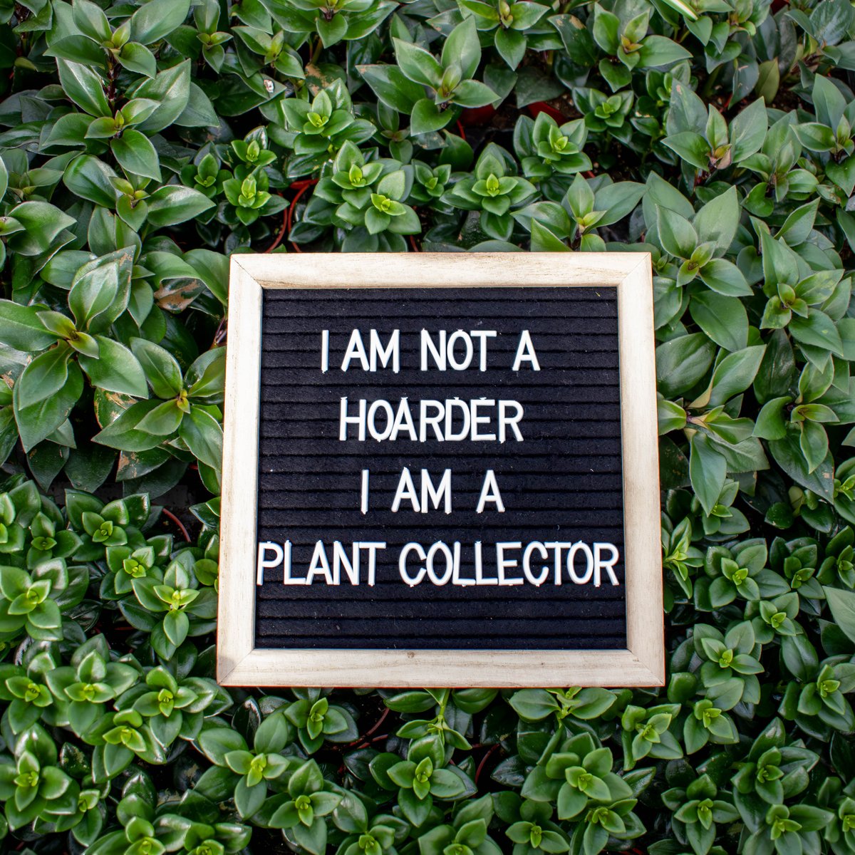 Happy Friday! 🌿

#colasantifarmsltd #colasantifarms #wholesaleplants #plantquotes #plantsplantsplants #calathea