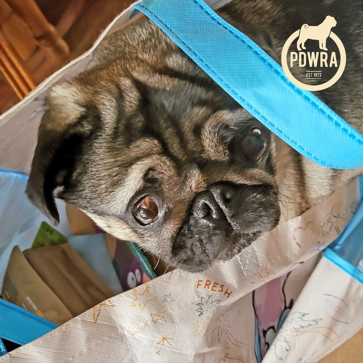 Meet Dot, the pug that proves disability doesn’t define destiny! Despite being blind, she’s a spirited bundle of joy, both independent and resilient. To read more about Dot's story, just click here - 
ecs.page.link/sYb4T 
#pdwra #pugcharity #pugwelfare #pugadoption #pug