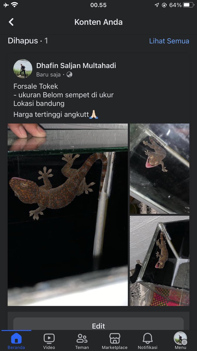 Ngiring ngalapak ,harga tertinggi angkutt #modalaway  🙏🏻🙏🏻