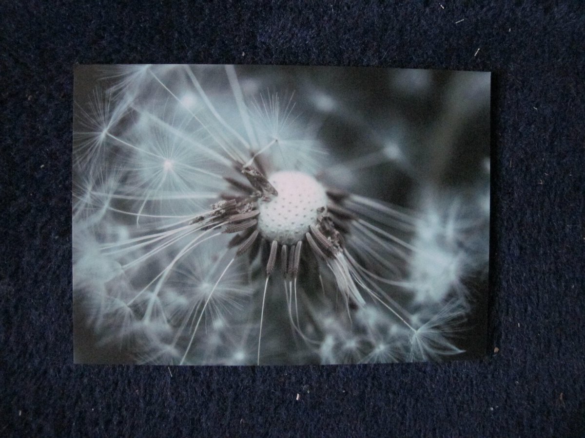 Dandelion photographic nature postcards: etsy.com/uk/listing/508… #UKGiftHour #EarlyBiz