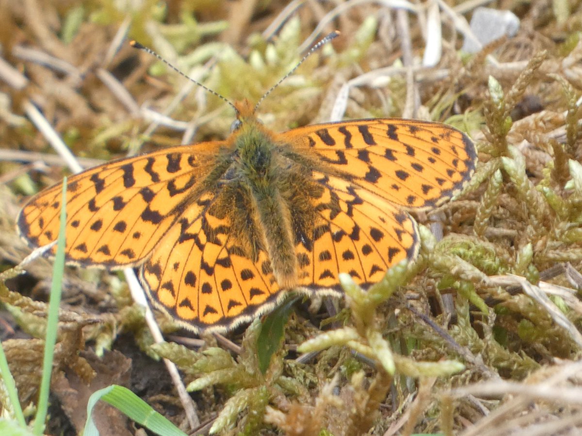 pam_mcinnes's tweet image. #FlutterbyFriday Delighted to see Pearl bordered fritillary  in South Cumbria recently.