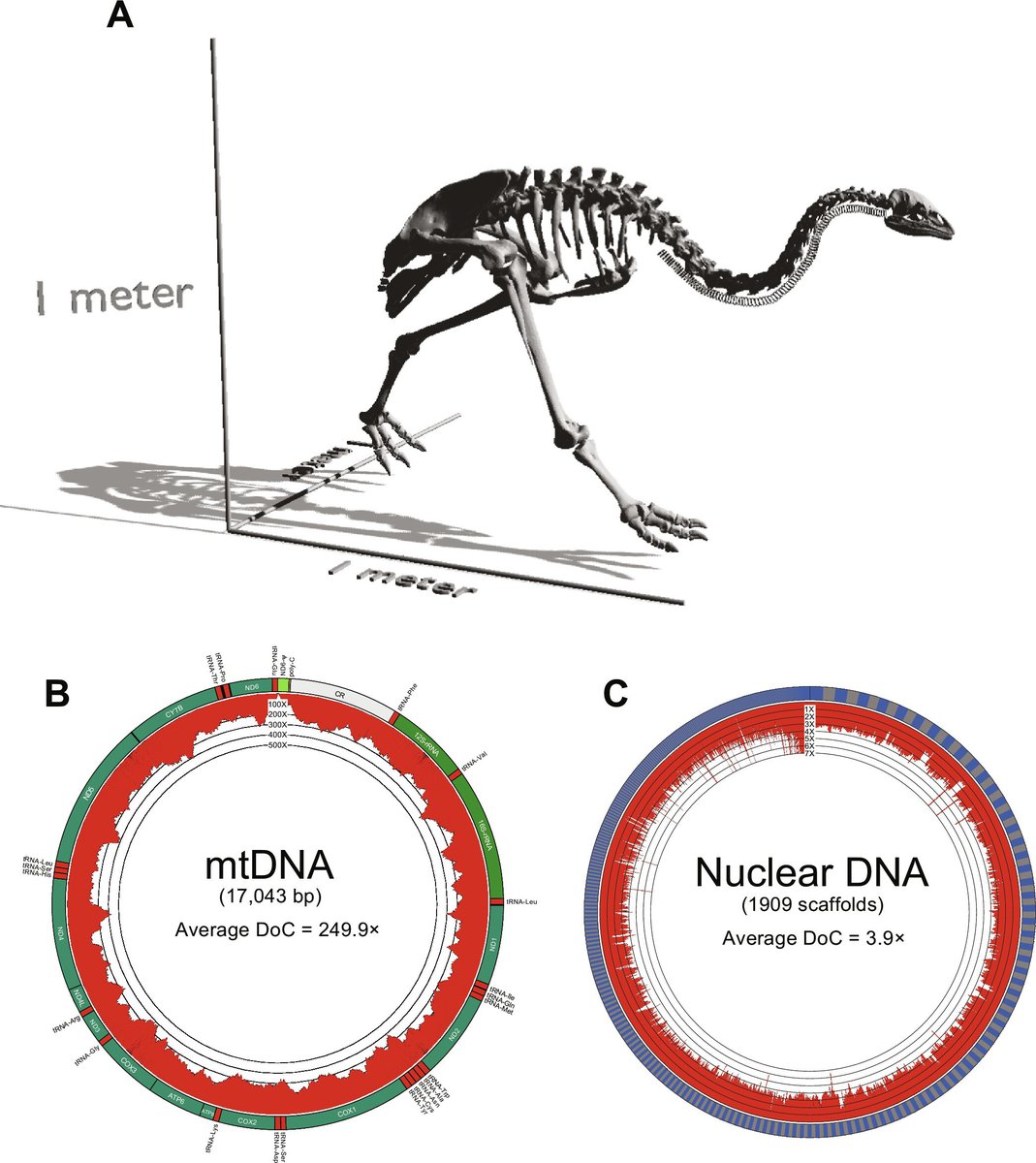 Using ancient DNA recovered from a fossil bone, scientists have reconstructed a complete genome of the little bush moa, an extinct species of flightless bird that once roamed the forested islands of New Zealand. scim.ag/74Y