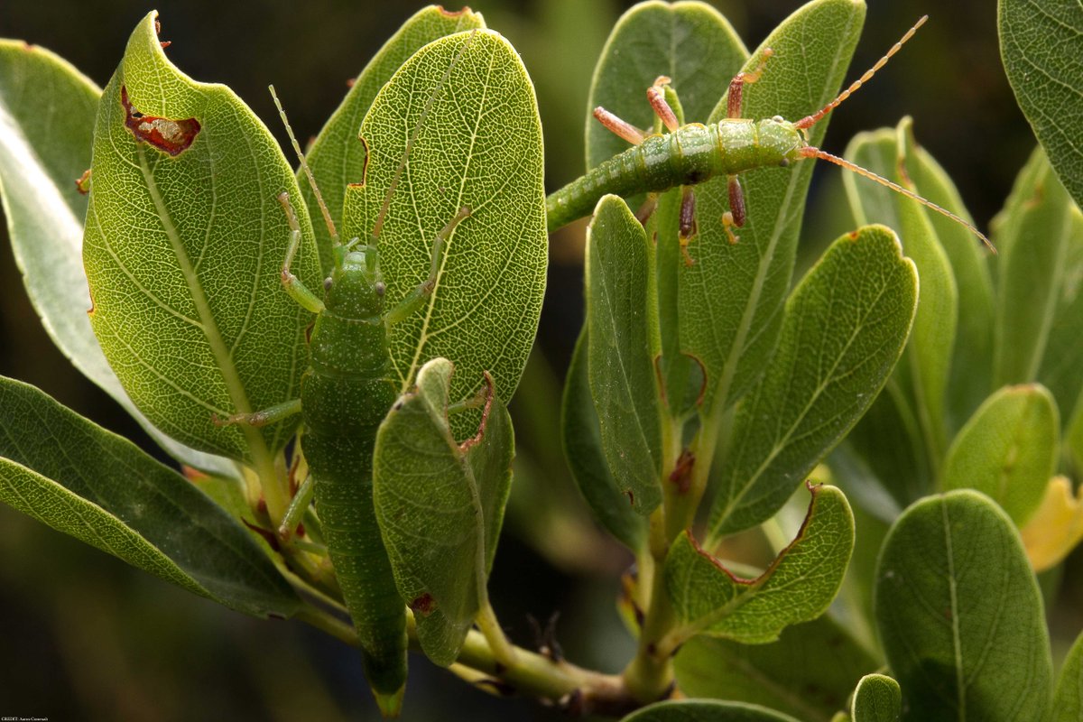 A new @ScienceAdvances study involving 30 years of data on stick insects in the wild strengthens the theory that evolution does, for the most part, repeat itself in a predictable manner. scim.ag/750